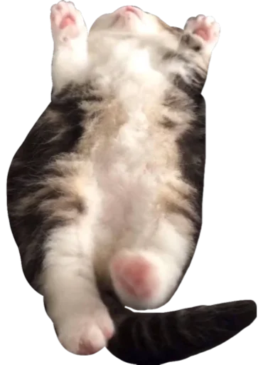 😵 Стикер «Cute_vol.3» для Telegram