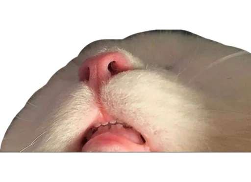 🛌 Стикер «Cute_vol.3» для Telegram