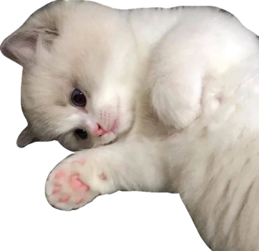 Стикерпак Cute_vol.3 для Telegram
