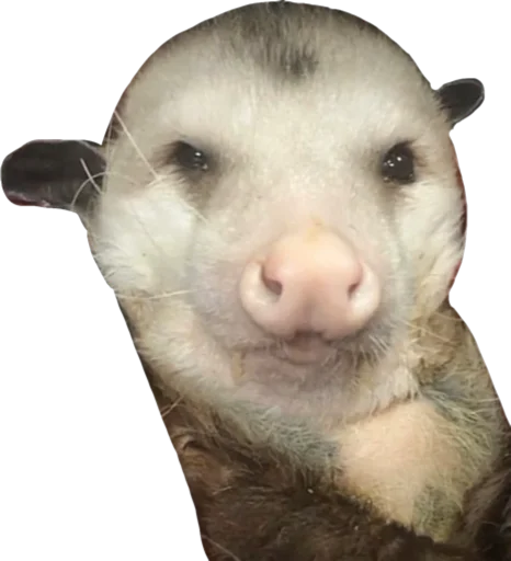 🥴 Стикер «Cute_vol.3» для Telegram