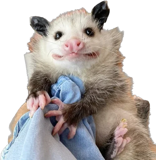🤪 Стикер «Cute_vol.3» для Telegram