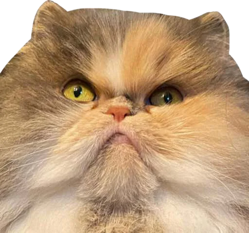 😠 Стикер «Cute_vol.3» для Telegram