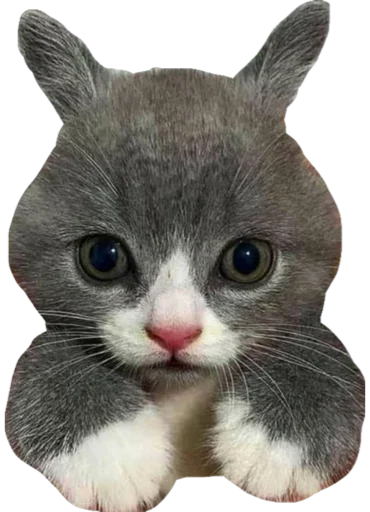 🐇 Стикер «Cute_vol.3» для Telegram