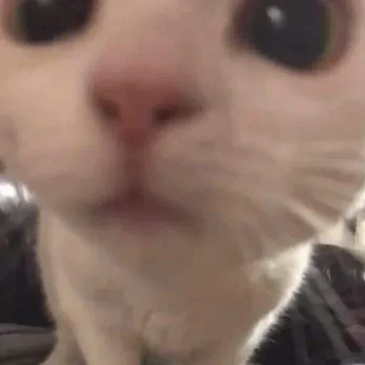 😶 Стикер «🐈‍⬛ ˓𓄹 ࣪˖» для Telegram