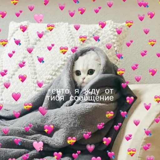 😕 Стикер «🐈‍⬛ ˓𓄹 ࣪˖» для Telegram