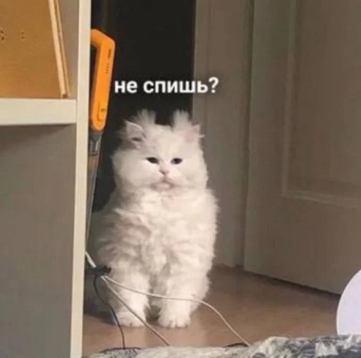 🥴 Стикер «🐈‍⬛ ˓𓄹 ࣪˖» для Telegram