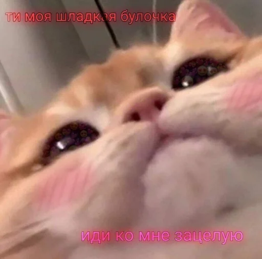 🥰 Стикер «🐈‍⬛ ˓𓄹 ࣪˖» для Telegram