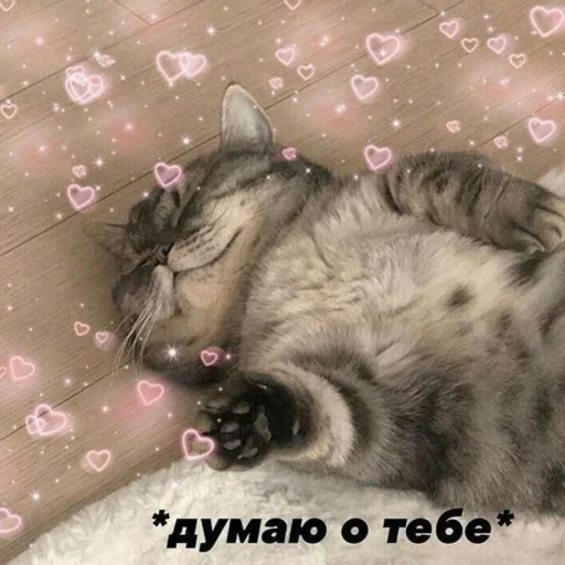 🥰 Стикер «🐈‍⬛ ˓𓄹 ࣪˖» для Telegram