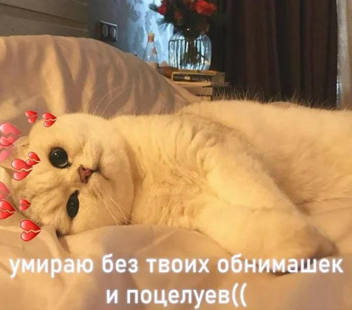 💔 Стикер «🐈‍⬛ ˓𓄹 ࣪˖» для Telegram