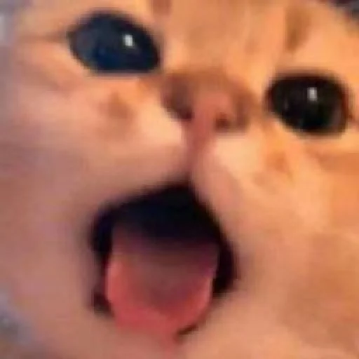 😛 Стикер «🐈‍⬛ ˓𓄹 ࣪˖» для Telegram
