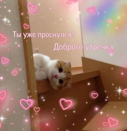 🌝 Стикер «🐈‍⬛ ˓𓄹 ࣪˖» для Telegram