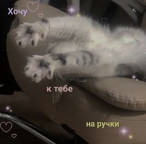 🐾 Стикер «🐈‍⬛ ˓𓄹 ࣪˖» для Telegram