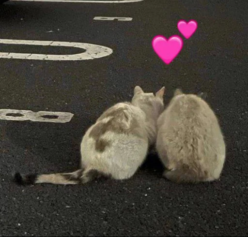 💕 Стикер «🐈‍⬛ ˓𓄹 ࣪˖» для Telegram