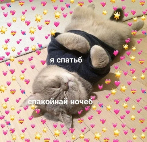 💤 Стикер «🐈‍⬛ ˓𓄹 ࣪˖» для Telegram