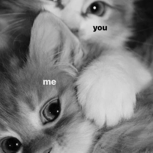 🖤 Стикер «🐈‍⬛ ˓𓄹 ࣪˖» для Telegram