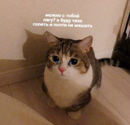 😿 Стикер «🐈‍⬛ ˓𓄹 ࣪˖» для Telegram