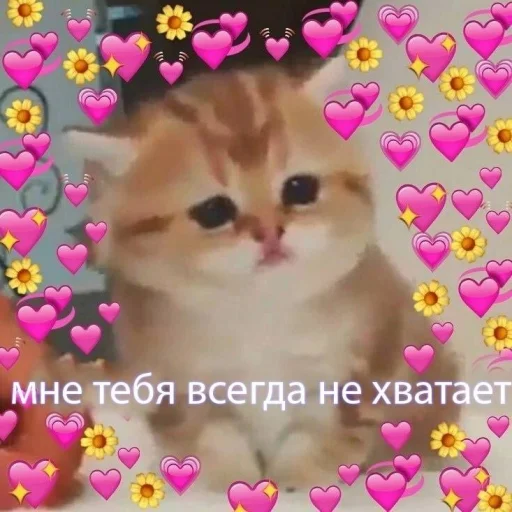 🥺 Стикер «🐈‍⬛ ˓𓄹 ࣪˖» для Telegram