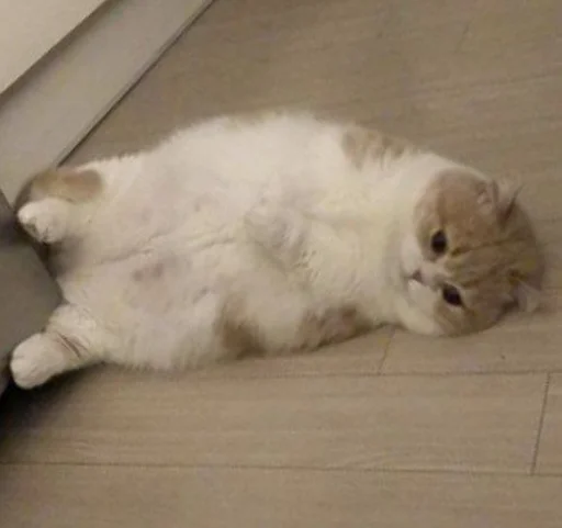 😞 Стикер «🐈‍⬛ ˓𓄹 ࣪˖» для Telegram