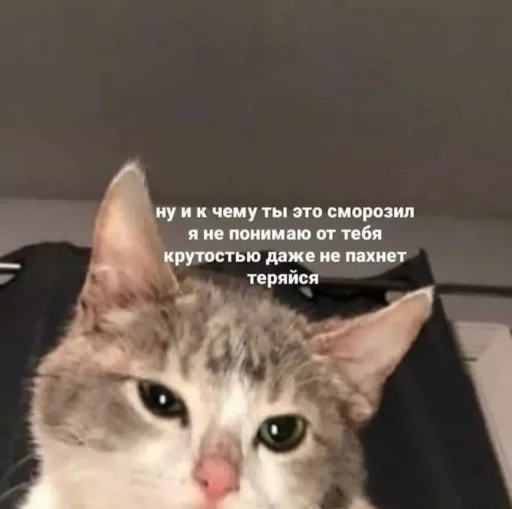 🤨 Стикер «🐈‍⬛ ˓𓄹 ࣪˖» для Telegram