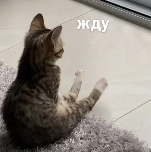 ⏳ Стикер «🐈‍⬛ ˓𓄹 ࣪˖» для Telegram