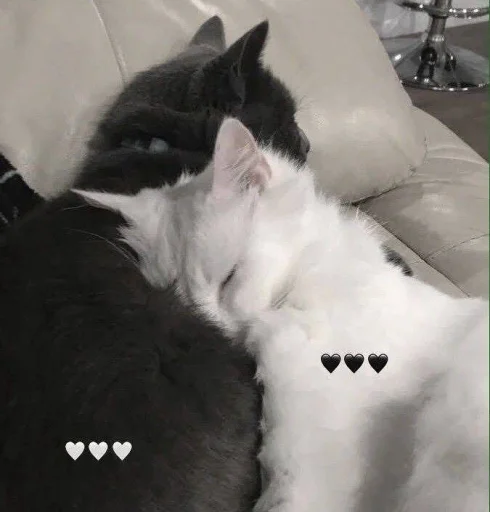 🤍 Стикер «🐈‍⬛ ˓𓄹 ࣪˖» для Telegram