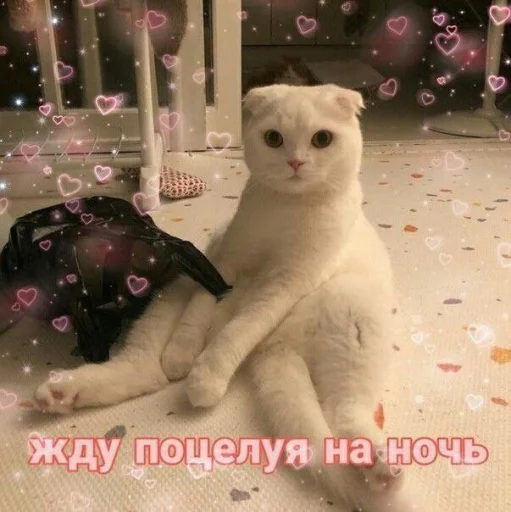 😘 Стикер «🐈‍⬛ ˓𓄹 ࣪˖» для Telegram
