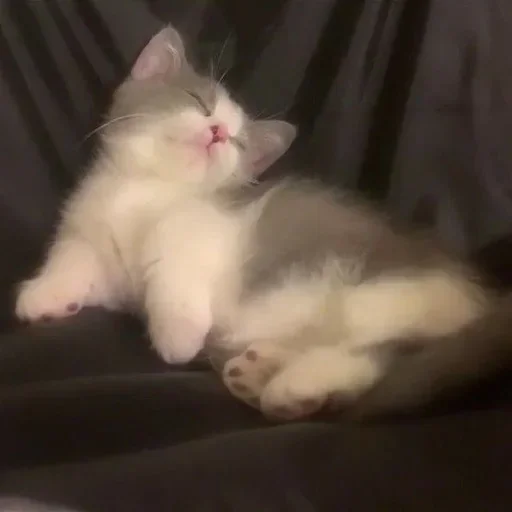 🥰 Стикер «🐈‍⬛ ˓𓄹 ࣪˖» для Telegram