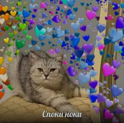 🥱 Стикер «🐈‍⬛ ˓𓄹 ࣪˖» для Telegram