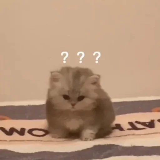 ❔ Стикер «🐈‍⬛ ˓𓄹 ࣪˖» для Telegram