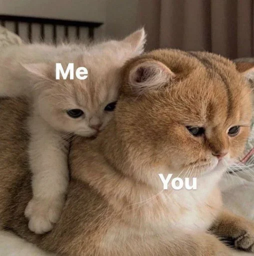 💕 Стикер «🐈‍⬛ ˓𓄹 ࣪˖» для Telegram