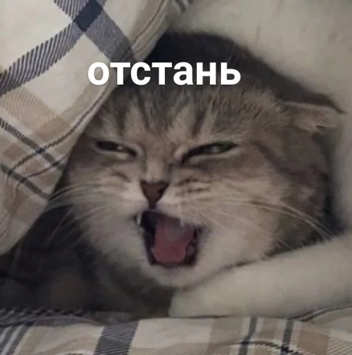 🤬 Стикер «🐈‍⬛ ˓𓄹 ࣪˖» для Telegram