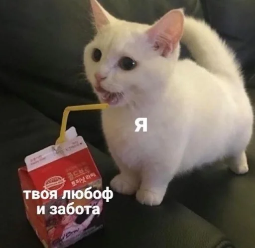 🥤 Стикер «🐈‍⬛ ˓𓄹 ࣪˖» для Telegram