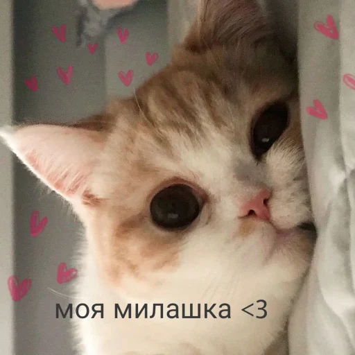 🥰 Стикер «🐈‍⬛ ˓𓄹 ࣪˖» для Telegram