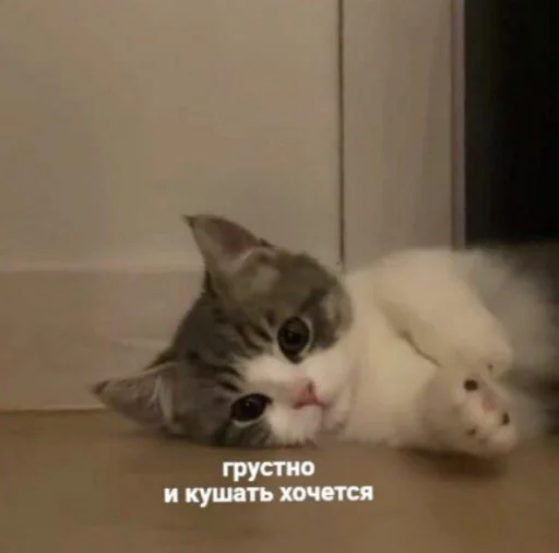 😕 Стикер «🐈‍⬛ ˓𓄹 ࣪˖» для Telegram