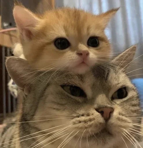🧡 Стикер «🐈‍⬛ ˓𓄹 ࣪˖» для Telegram