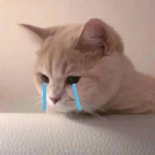 😭 Стикер «🐈‍⬛ ˓𓄹 ࣪˖» для Telegram