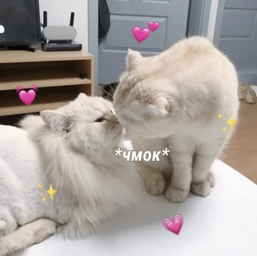 🤍 Стикер «🐈‍⬛ ˓𓄹 ࣪˖» для Telegram