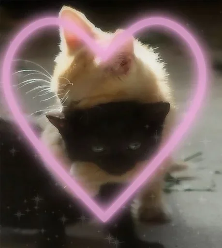 💟 Стикер «🐈‍⬛ ˓𓄹 ࣪˖» для Telegram