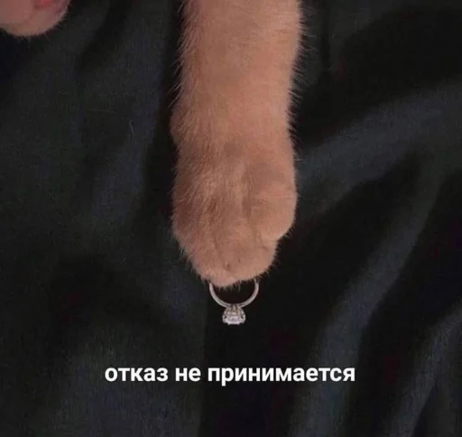 💍 Стикер «🐈‍⬛ ˓𓄹 ࣪˖» для Telegram