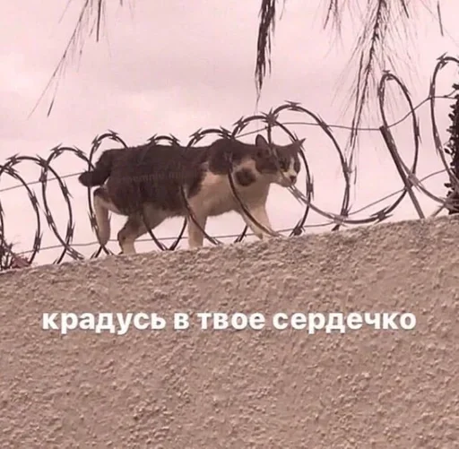❤️‍🩹 Стикер «🐈‍⬛ ˓𓄹 ࣪˖» для Telegram