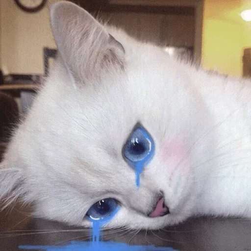 😿 Стикер «🐈‍⬛ ˓𓄹 ࣪˖» для Telegram