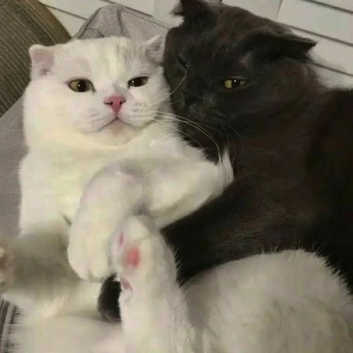 🖤 Стикер «🐈‍⬛ ˓𓄹 ࣪˖» для Telegram