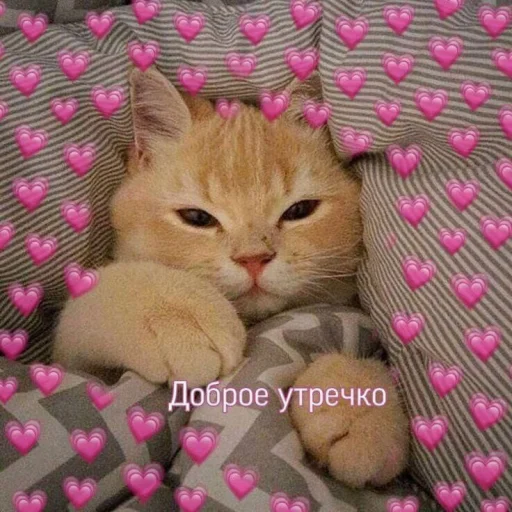 ☀️ Стикер «🐈‍⬛ ˓𓄹 ࣪˖» для Telegram