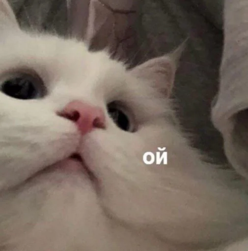 🤭 Стикер «🐈‍⬛ ˓𓄹 ࣪˖» для Telegram