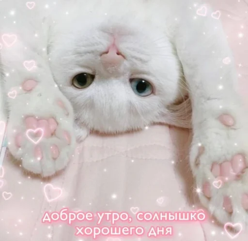 🌞 Стикер «🐈‍⬛ ˓𓄹 ࣪˖» для Telegram