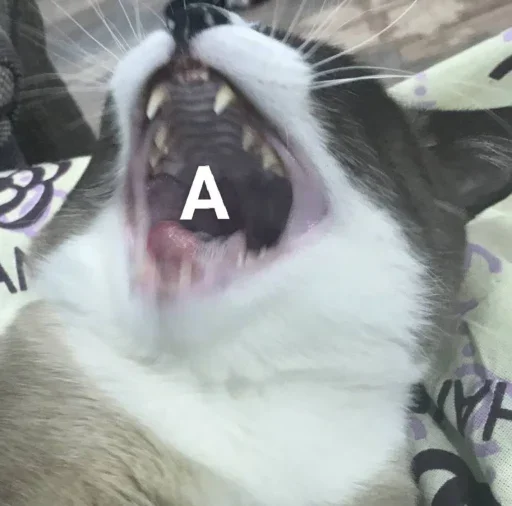 🅰 Стикер «🐈‍⬛ ˓𓄹 ࣪˖» для Telegram