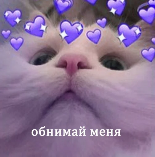 💜 Стикер «🐈‍⬛ ˓𓄹 ࣪˖» для Telegram