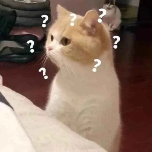 ❔ Стикер «🐈‍⬛ ˓𓄹 ࣪˖» для Telegram