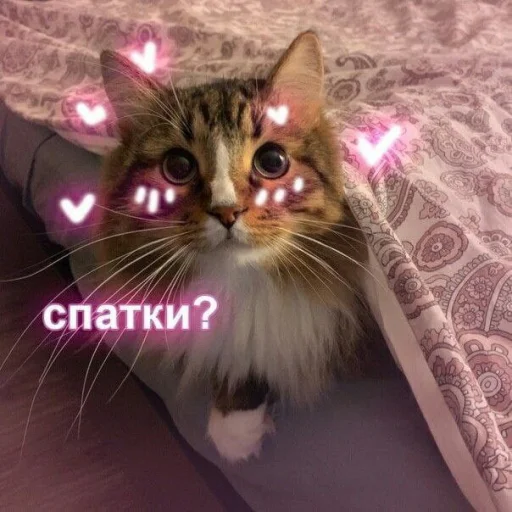 🌚 Стикер «🐈‍⬛ ˓𓄹 ࣪˖» для Telegram