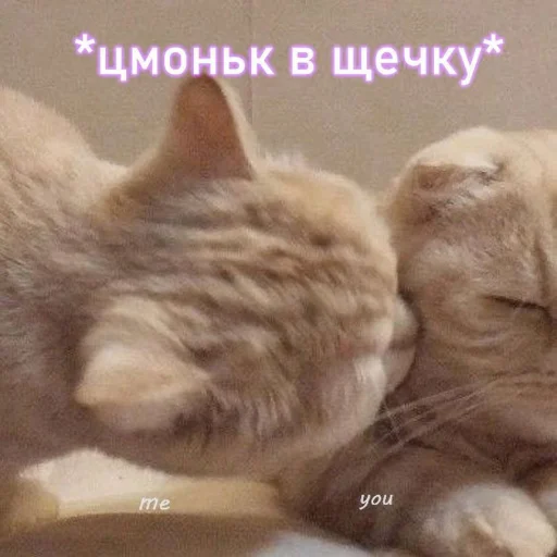 😘 Стикер «🐈‍⬛ ˓𓄹 ࣪˖» для Telegram
